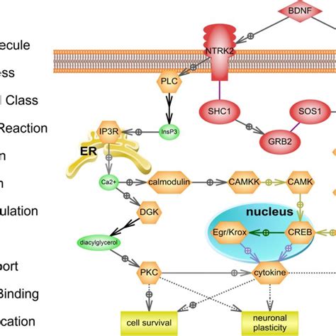 BDNF can interact with two receptors: NGFR (nerve growth factor ...