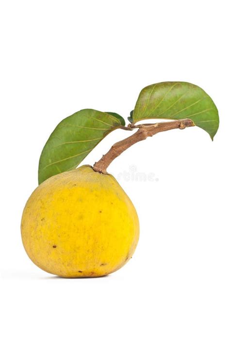 Santol fruit on tree stock photo. Image of color, sweet - 20140194