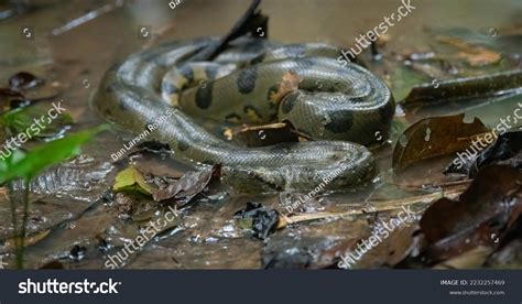 Anaconda Snake Amazon Rainforest Stock Photo 2232257469 | Shutterstock