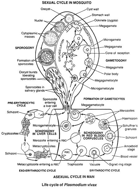 Life Cycle of Plasmodium vivax (Malarial Parasite) - Reference Notes