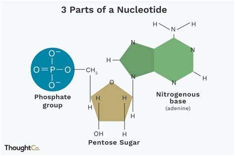 3 Parts of a Nucleotide and How They Are Connected