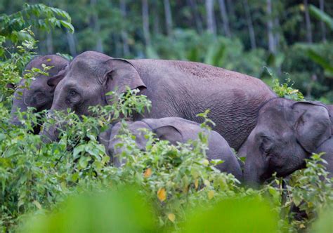 Conflict Palm Oil Culprit Found Clearing Critical Sumatran Elephant ...