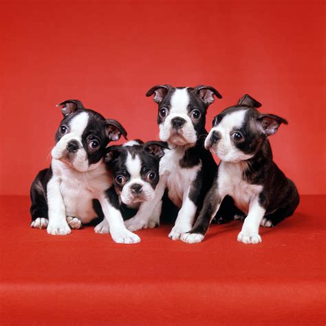 Four Boston Terrier Puppies On Red Photograph by Vintage Images