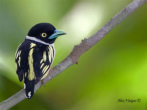 Black-and-yellow broadbill