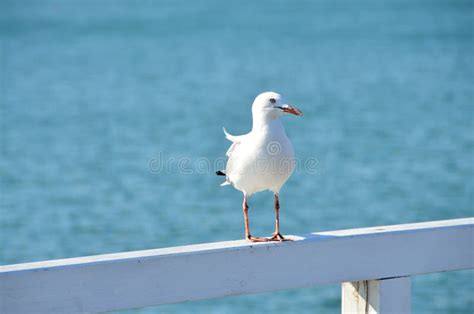 White Seagull Sitting on a Pier Stock Image - Image of chordates ...