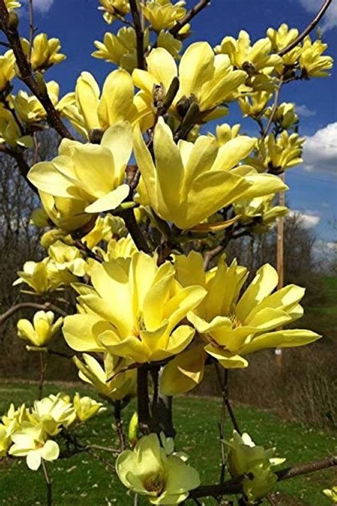 Buy Yellow Bird Magnolia Tulip Tree For Sale Online From Wilson Bros ...