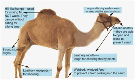 Image Of Anatomy Of Camels - Parts Of A Camel - Free Transparent PNG ...