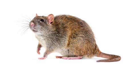 How to Identify You Have a Rat Infestation - Target Pest Control