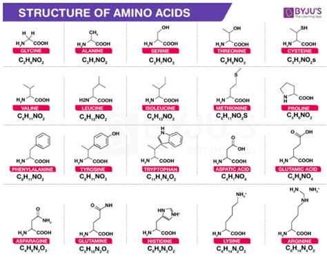 Amino Acid Structure - Definition, Structure, Basicity of Amino Acid ...