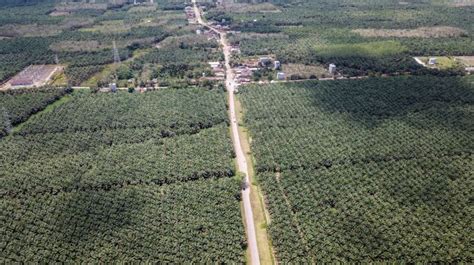 EU uses deforestation label to edge out palm oil from the market ...