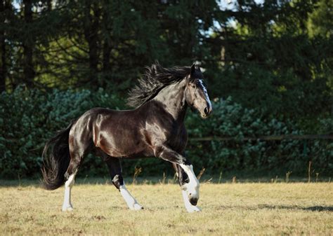 What Were Roman Horses Breeds