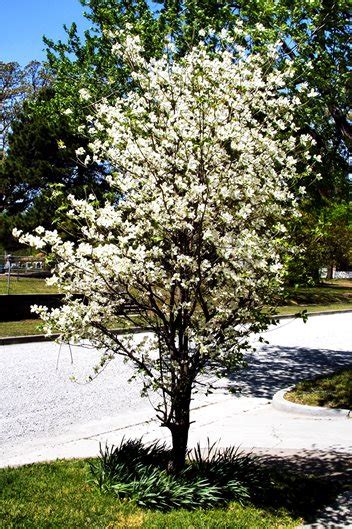 Top Trees for Your Front Yard - Landscaping Network