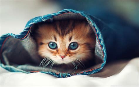 Cat 4K Wallpapers - Top Free Cat 4K Backgrounds - WallpaperAccess