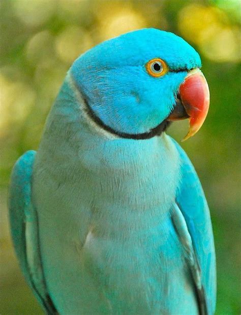 Blue Ringneck Parrot. #color #birds | Pet birds, Animals beautiful, Parrot