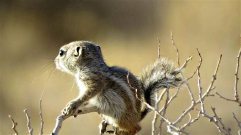 Red Rock Canyon Wildlife | Southwest Explorers