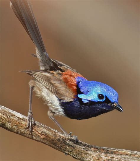 Collection 100+ Pictures Picture Of A Wren Bird Excellent