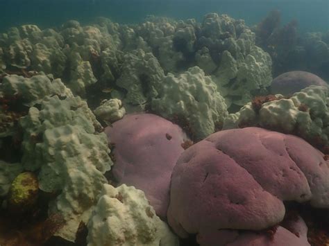 Florida ocean temps surge to 100 degrees as mass coral bleaching event ...