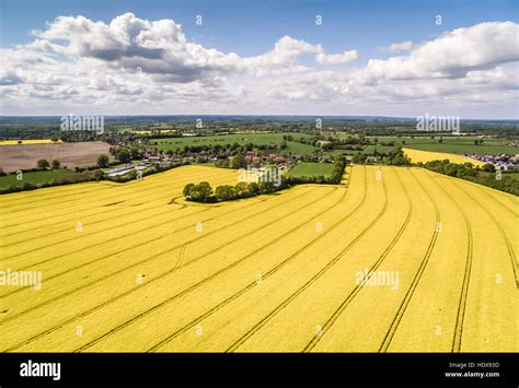 Canola Field Aerial View HDR Stock Photo - Alamy