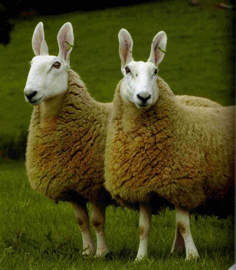 Sheep > Border Leicester – Wool Initiative