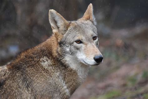 American Red Wolf - WNC Nature Center