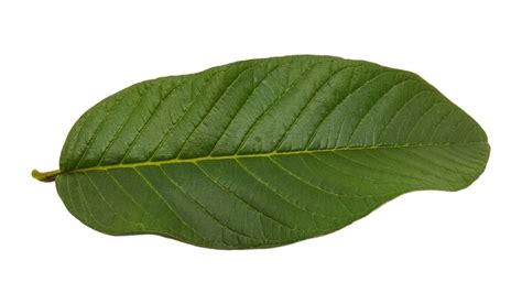 Top 15+ Health Benefits of Guava Leaves » Lifestyle Femina