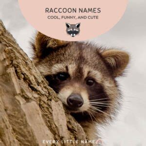 160+ Best Raccoon Names (Cool, Funny, and Cute) - Every Little Name