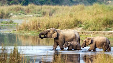 Chitwan National Park | Jungle Safari Day Tours | andBeyond