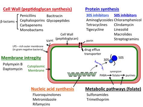 antibiotic_pharmacology [TUSOM | Pharmwiki]