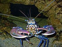 Homarus gammarus - Alchetron, The Free Social Encyclopedia