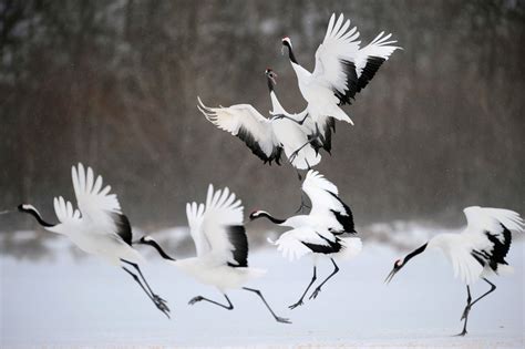 Red-Crowned Crane, Korea - Most Beautiful Picture