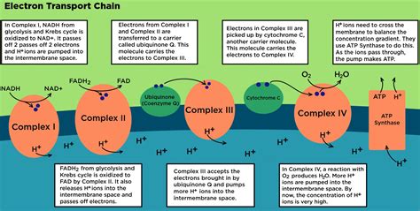 Electron Transport Chain Diagram For Kids