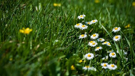 Spring Grass HQ Background Wallpaper 25900 - Baltana