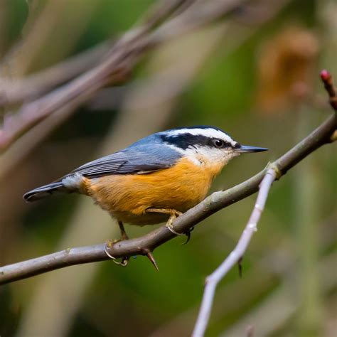 Red-breasted Nuthatch — Eastside Audubon Society