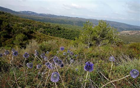 Mount Carmel National Park | Mount carmel, National parks, Mount carmel ...