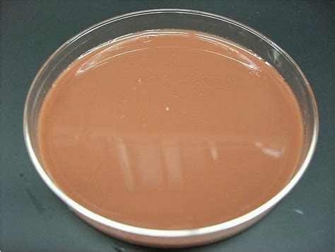 Chocolate agar (CHOC) or chocolate blood agar (CBA) | Medical Laboratories