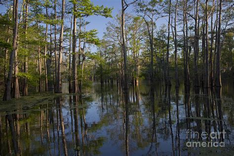 Atchafalaya River Basin Photograph by Jim West