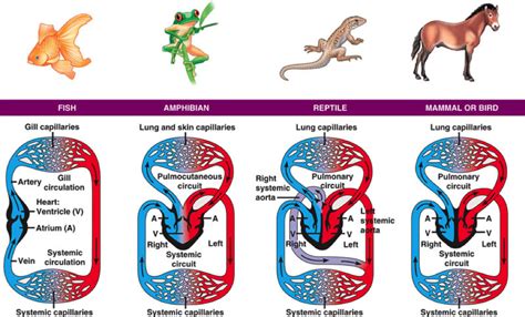 Amphibian Circulatory System