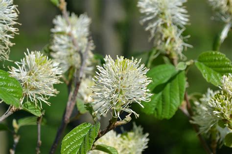 Photo #26512 | Fothergilla x intermedia 'Blue Shadow' | plant lust