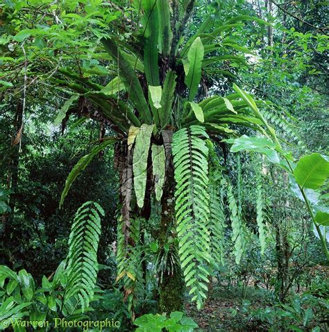 Tropical Rainforest Plants List