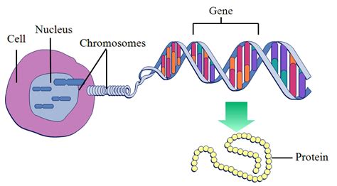 What are genes? - eNotes.com