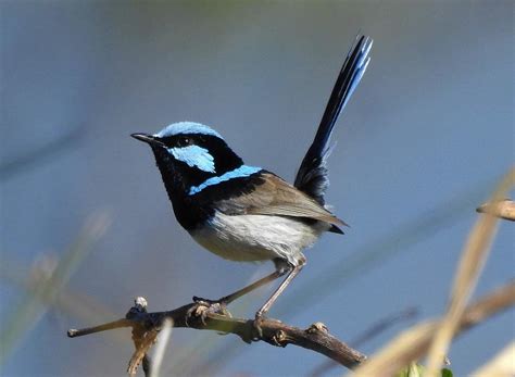 Superb fairy wren 1 Photograph by Athol KLIEVE