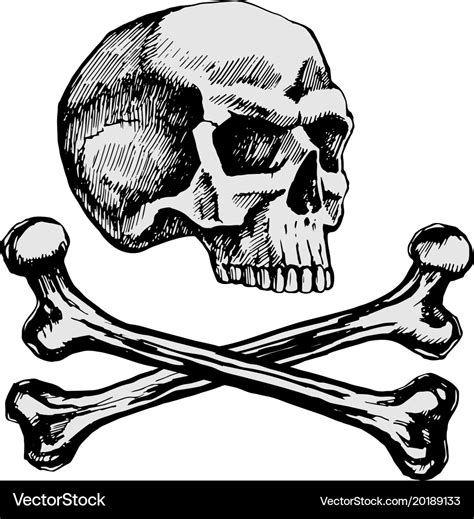 Skull and bones Royalty Free Vector Image - VectorStock