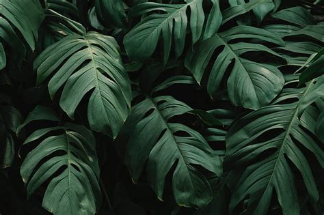 Monstera 1080P, 2K, 4K, 5K HD wallpapers free download | Wallpaper Flare