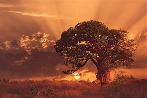 nature, Landscape, Sunset, Trees, Baobab Trees, Clouds, Africa, Grass ...