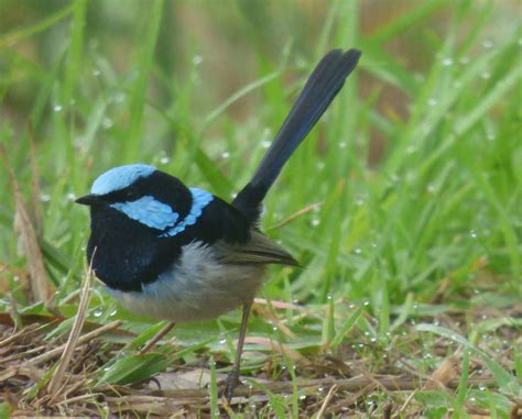 Superb Fairy Wren