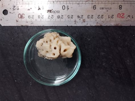 Can anyone help me identify a marine sponge species? | ResearchGate