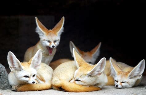 Fennec Fox Habitat