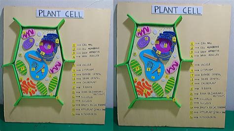 Plant Cell 3d Model Clay