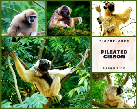 Pileated Gibbon Characteristics | Hylobates Pileatus Facts