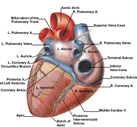 Human Anatomy Heart 032012» Vector Clip Art | Human heart diagram ...